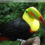 Rainbow Toucan