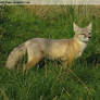 Corsac Fox