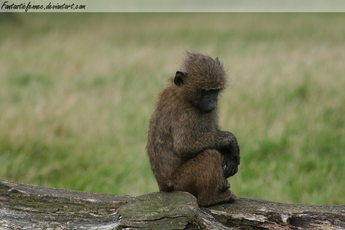 Young Baboon