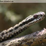 Adder