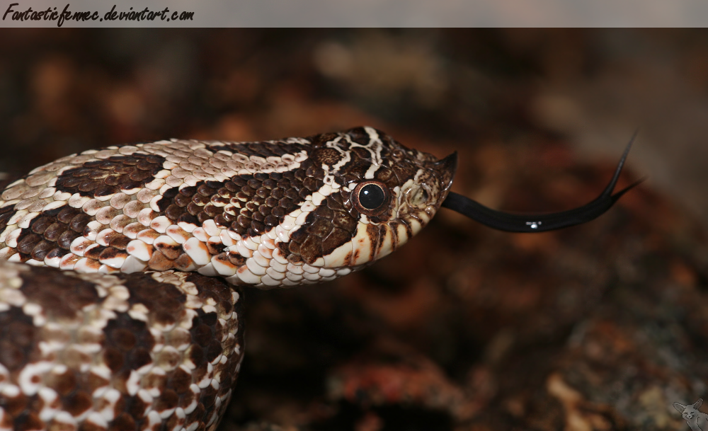 Western Hognose