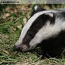 Badger Cub