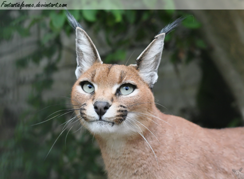 Caracal