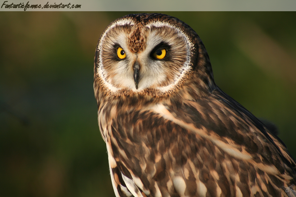 Short Eared Owl