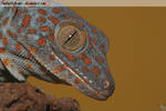 Tokay Gecko by FantasticFennec