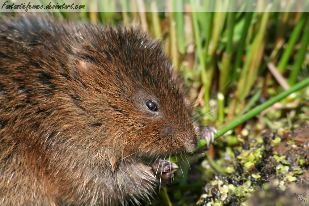 Water Vole