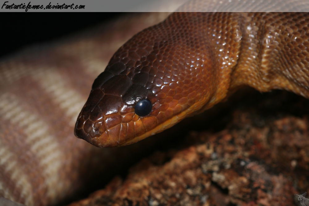 Sand Python by FantasticFennec on DeviantArt