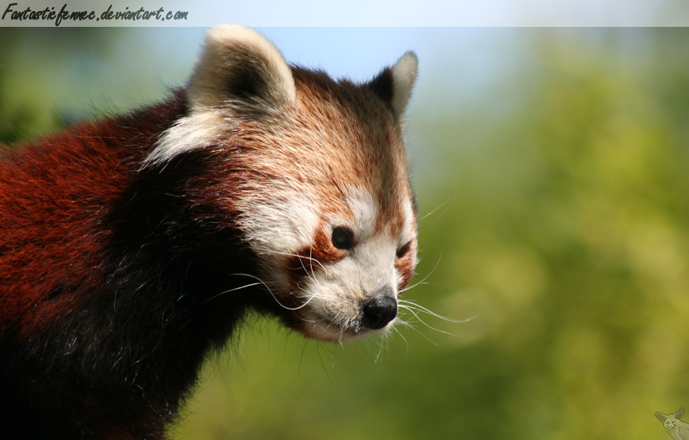 Red Panda