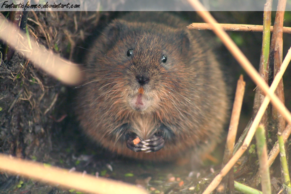 Happy Vole