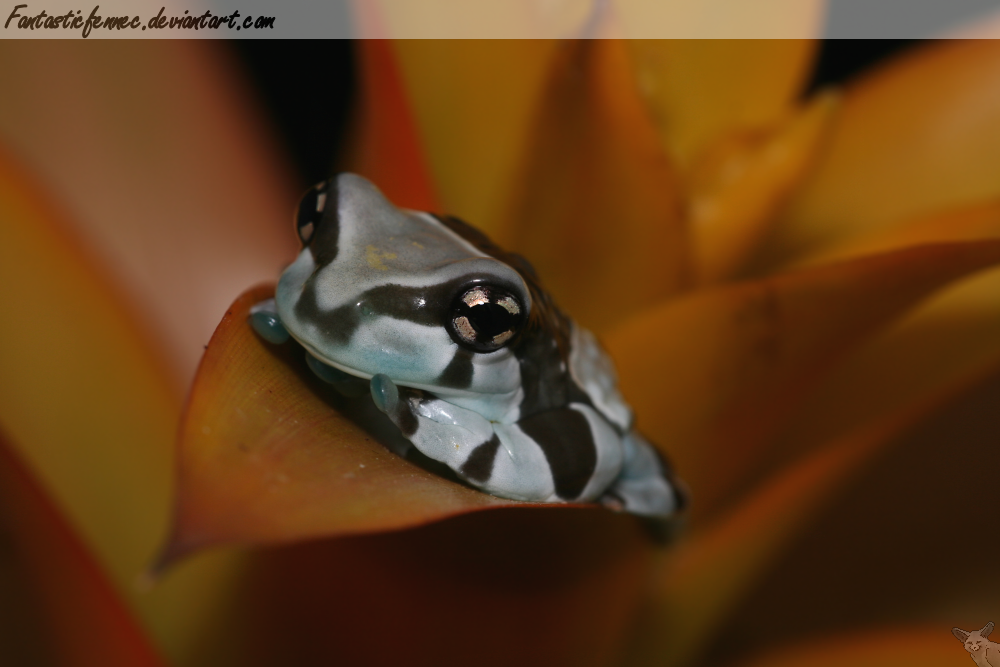 Flower Frog