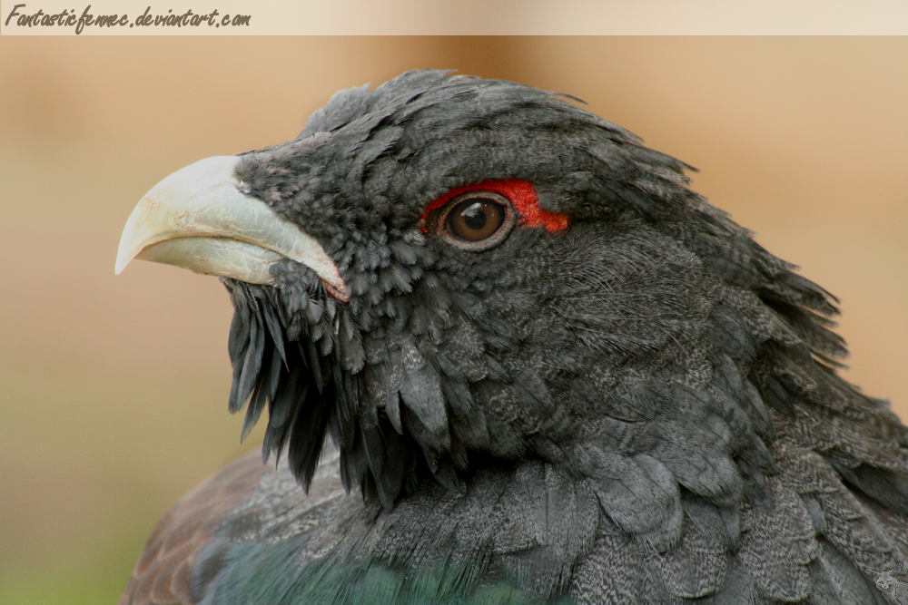 Capercaillie