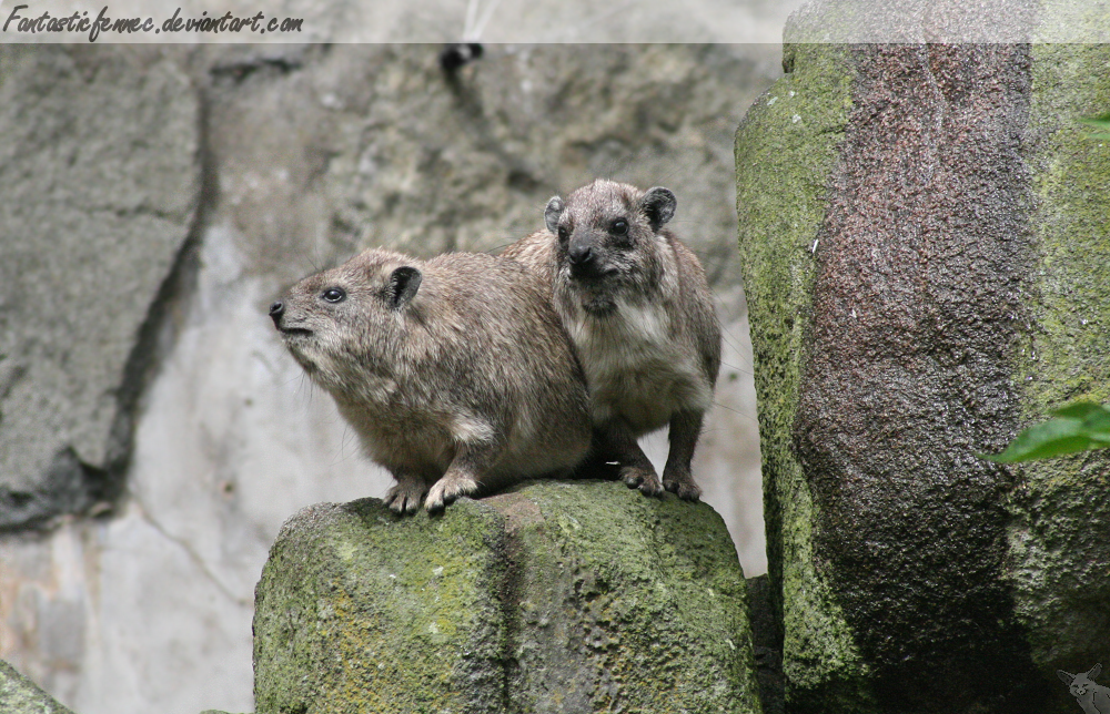 Rock Hyraxes