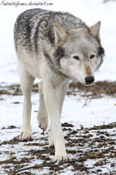 Canadian Timber Wolf