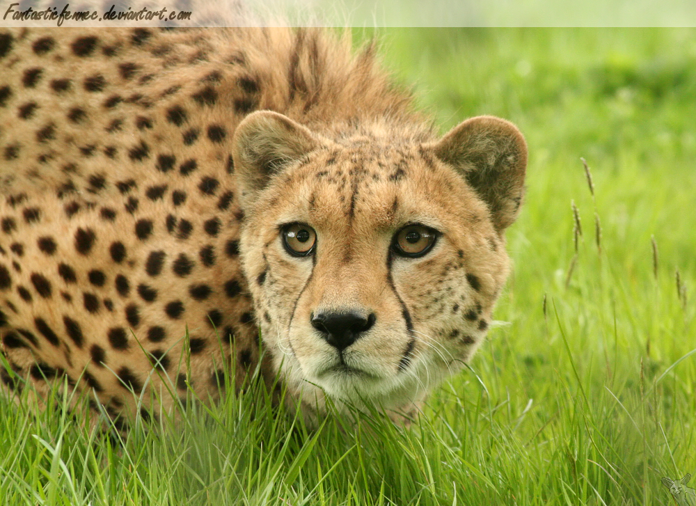 Another Cheetah