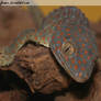 Tokay Gecko II