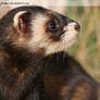 Polecat III