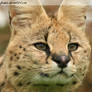 Autumn Serval