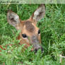 Roe Deer