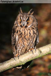 Long Eared Owl