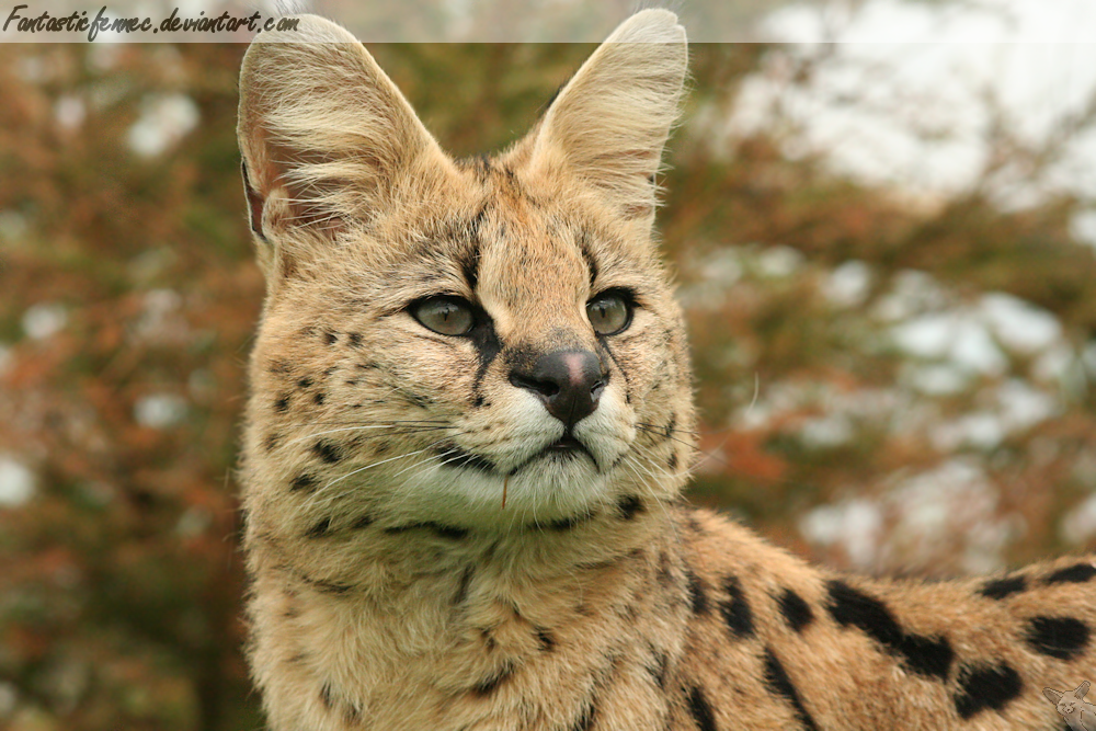 Serval II