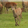 Red Deer