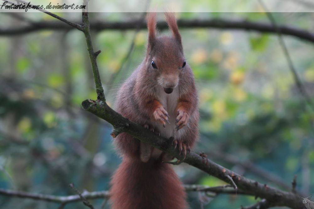 Red Squirrel