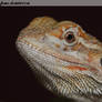 Bearded Dragon