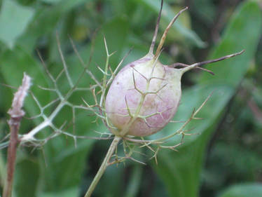 Poppy Seed Pod on Plant