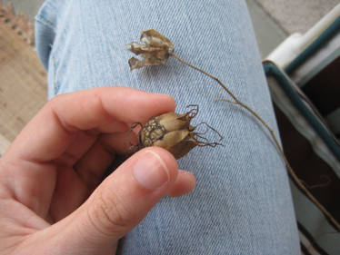 Seed Pods