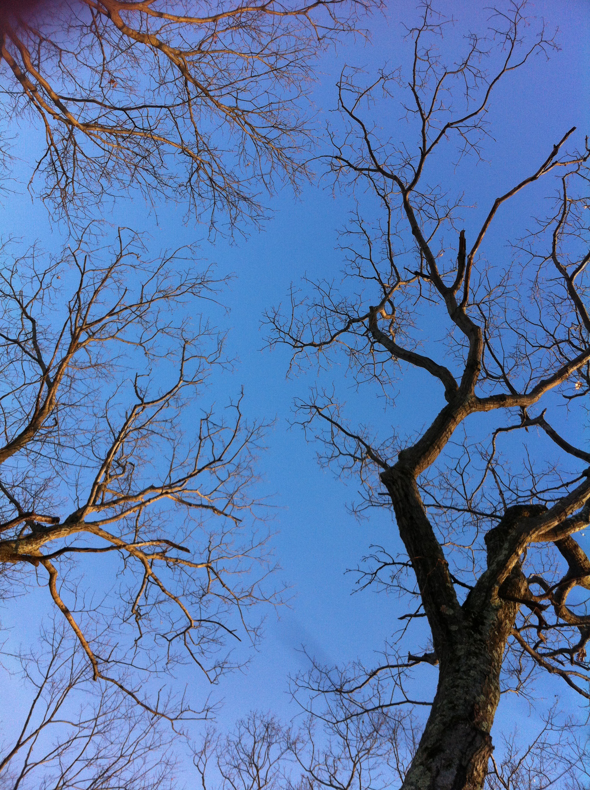 Looking Up