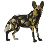 African Wild Dog