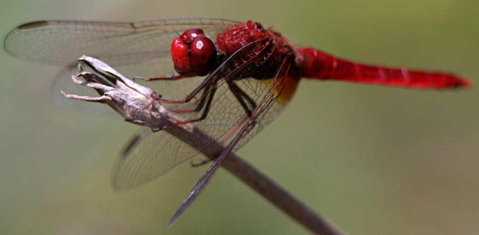 Dragonfly III