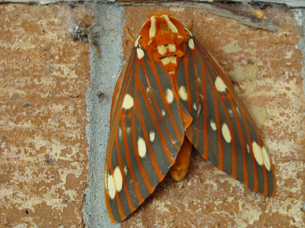 Dectikos Insect insect 3 by dshickman on DeviantArt