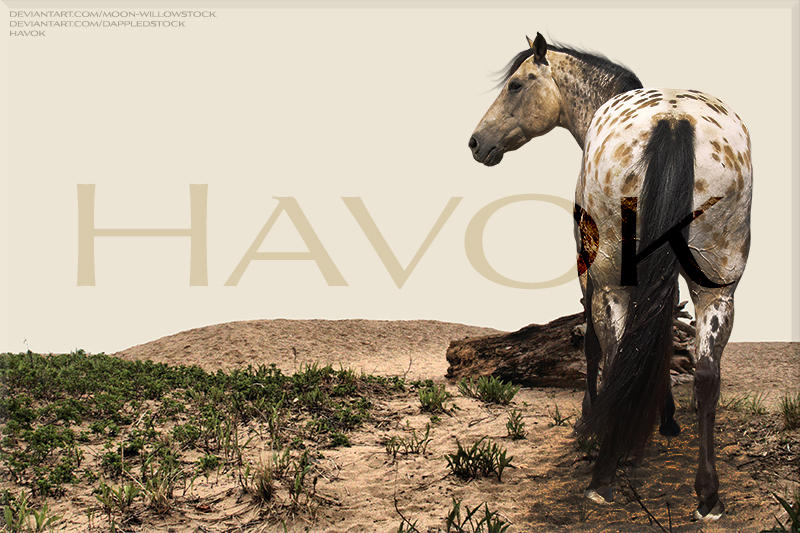 Appaloosa Premade