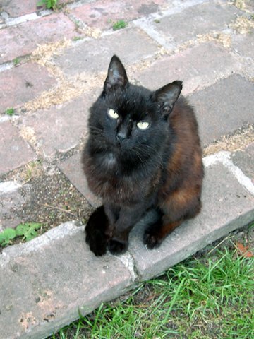 Bubu the Cat - Portrait