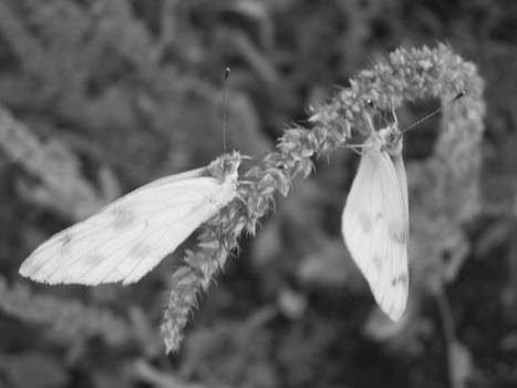 beautiful butterfly's...