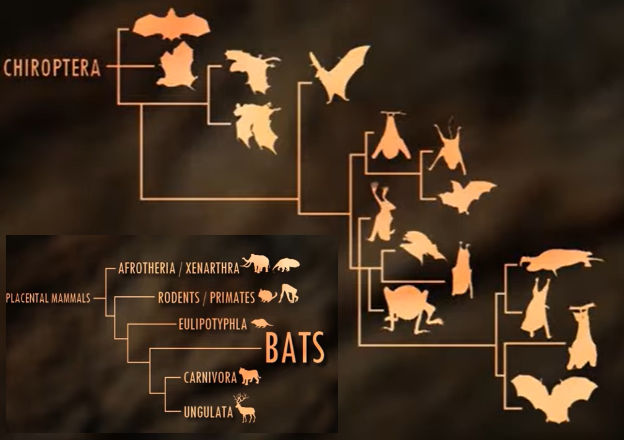 Evolution Path Bats Bats phylogeny by ZooWaloo on DeviantArt
