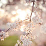 Cherry Blossoms II