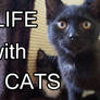 VIDEO! Life with Cats: Meet our kittens!