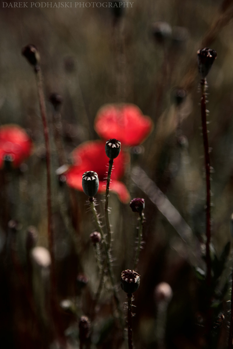 Poppies