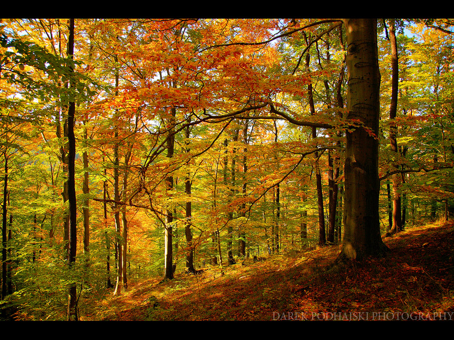 Polish Golden Autumn