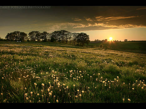 Meadow 2