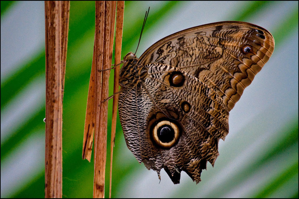 Blue Morpho