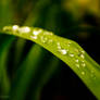 droplet on the grass 01