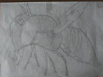 My old sketchs (2012) - 'Wasp'