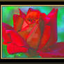Rose Red