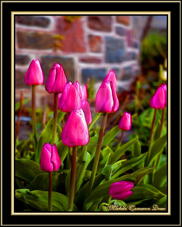 Just Pink Tulips