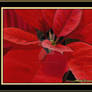 Poinsettia