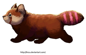 Chubby red panda walking