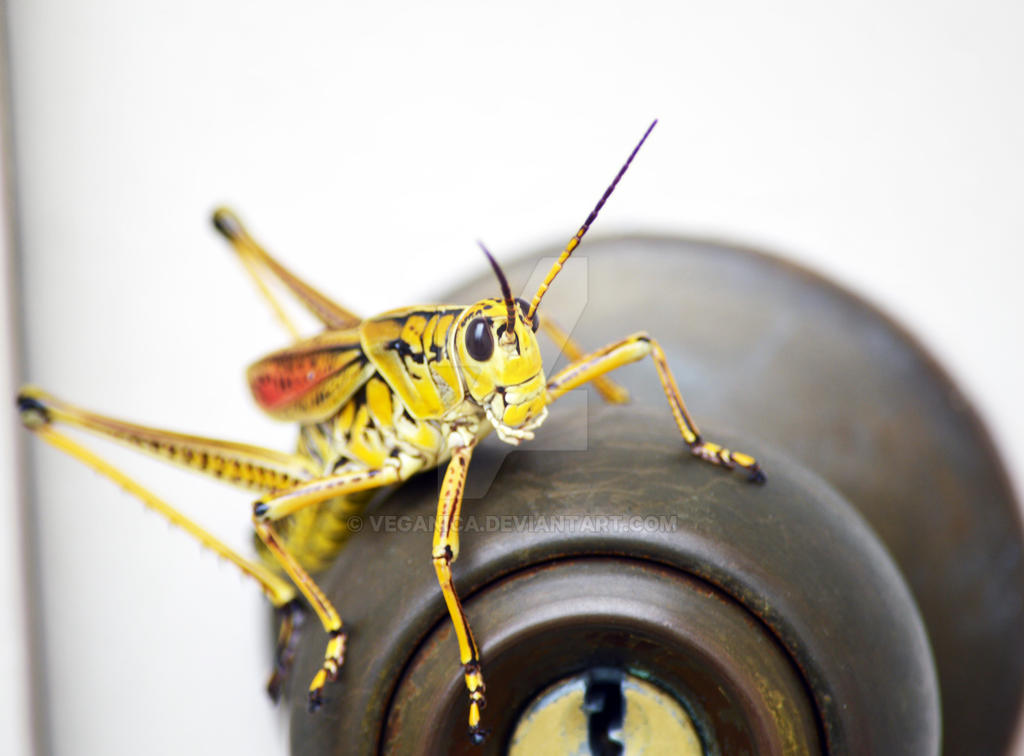 Grasshopper Gatekeeper
